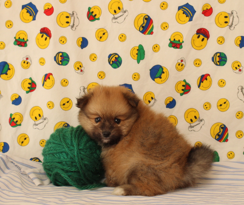 puppy, for, sale, Pomeranian, Matthew B. Stoltzfus, dog, breeder, Gap, PA, dog-breeder, puppy-for-sale, forsale, nearby, find, puppyfind, locator, puppylocator, aca